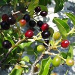St Lucie Cherry - Mahaleb Cherry