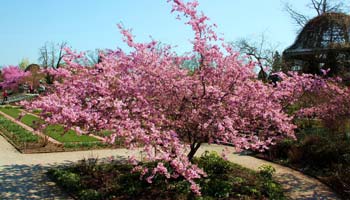 Sargent Cherry
