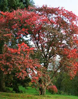 Sargent Cherry - Prunus sargentii or Prunus sachalinensis