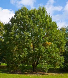 Swamp White Oak