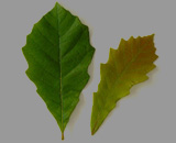 Swamp White Oak