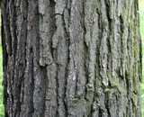 Swamp White Oak