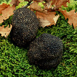Truffle
