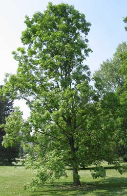 Bur oak - Quercus macrocarpa