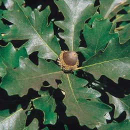 Bur oak