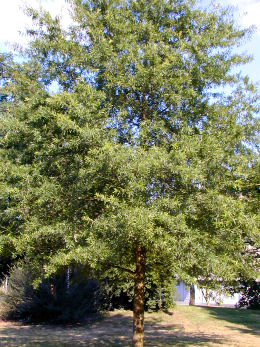 Willow oak, Quercus phellos