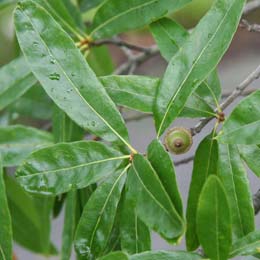 Willow oak