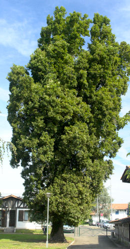 Cypress oak - Quercus robur 'Fastigiata'