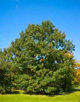 Black Oak - Quercus velutina ou Quercus tinctoria