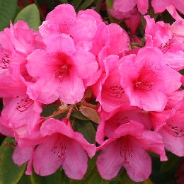Anna Rose Whitney Rhododendron