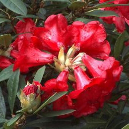 Elisabeth Rhododendron
