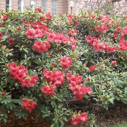 Elisabeth Rhododendron