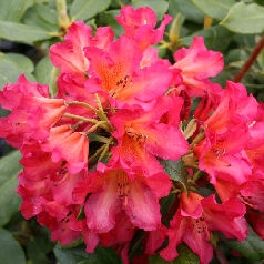 Golden Gate Rhododendron