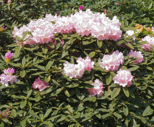 'Hoppy' yakushimanum rhododendron