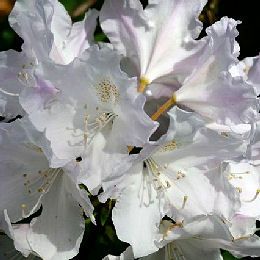 'Hoppy' yakushimanum rhododendron