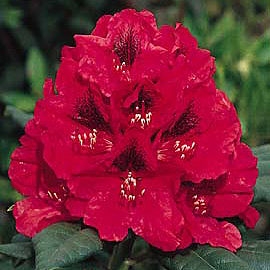 &nbsp;Lord Robert Rhododendron