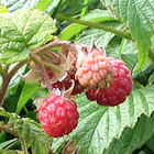 Raspberrie Heritage