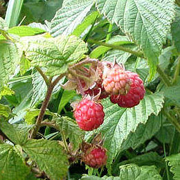 Raspberry 'Heritage'&nbsp;- Rubus idaeus 'Heritage'