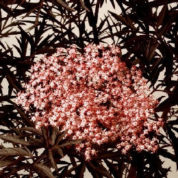 Black Lace&trade; Elderberry - Sambucus nigra 'Black Lace'