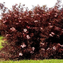 Black Lace&trade; Elderberry - Sambucus nigra 'Black Lace'