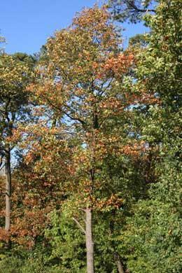 Wild Service Tree