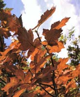 Wild Service Tree