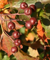 Wild Service Tree