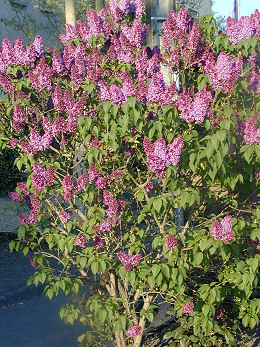 Common Lilac - Syringa vulgaris