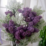 Common Lilac - Syringa vulgaris