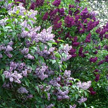 Common Lilac - Syringa vulgaris