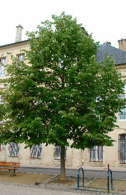 Silver Lime - Tilia tomentosa - Tilia argentea
