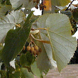 Silver Lime - Tilia tomentosa - Tilia argentea