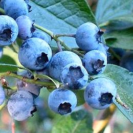 Blueberry Bush 'Jersey'