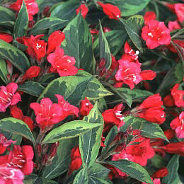 Brigela� Weigelia - Weigelia 'Brigela�'