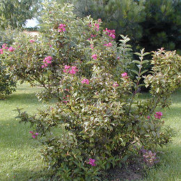 Bristol Ruby Weigelia - Weigelia 'Bristol Ruby'