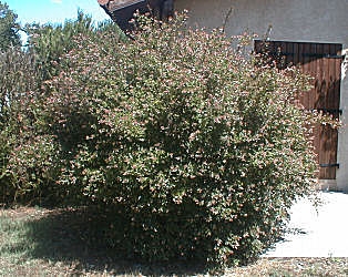 Abelia grandiflora