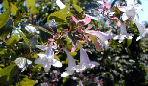 Abelia grandiflora