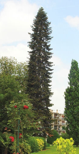 Silver Fir - Abies alba