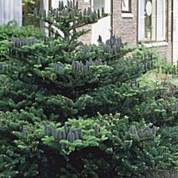 Korean Fir - Abies koreana
