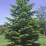 Nordmann Fir- Abies nordmanniana