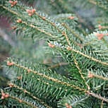 Nordmann Fir- Abies nordmanniana