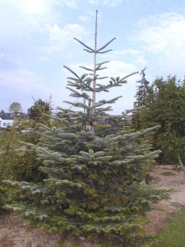 Nordmann Fir- Abies nordmanniana