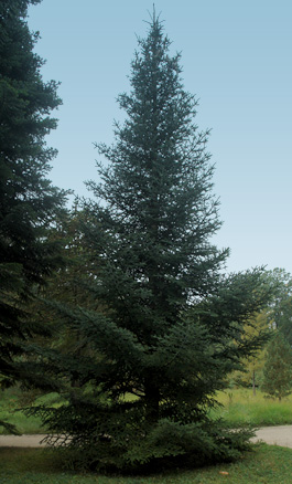 Spanish Fir