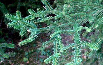Spanish Fir