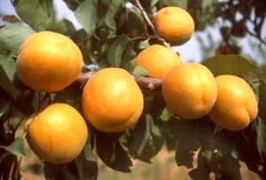 Apricot tree 'Bergeron'