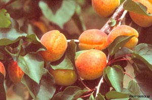 Apricot tree 'Rouge du Roussillon'