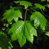 Vine maple - Acer circinatum - Foliage