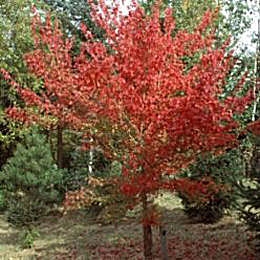 Trident Maple - Acer buergerianum - Acer trifidum
