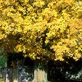 Field Maple - Acer campestre