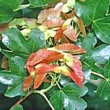 Field Maple - Acer campestre